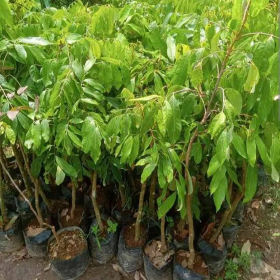 Bibit Kelengkeng