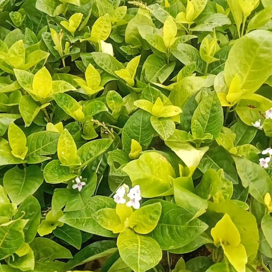 Tanaman Melati Jepang - utama