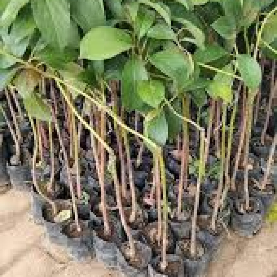 Bibit alpukat vegetatif - depan