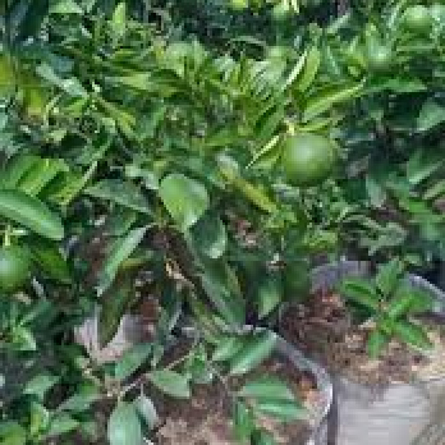 bibit tanaman jeruk - depan