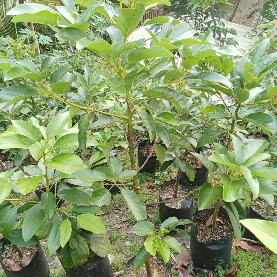 Bibit alpukat Kalibening - samping
