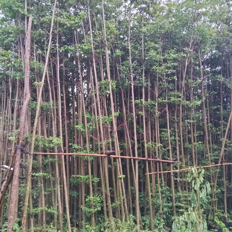 Ketapang Kencana - utama