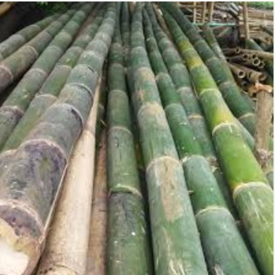 Bambu Lonjor - depan