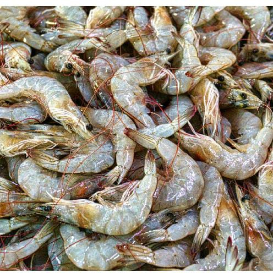 udang segar - samping