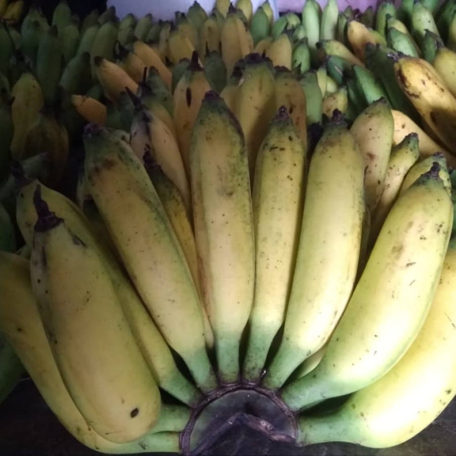 Buah Pisang Sisir
