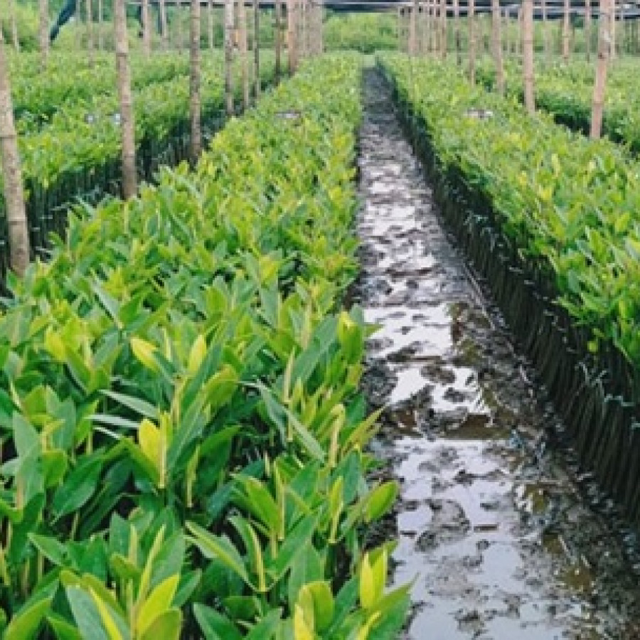 BIBIT MANGROVE