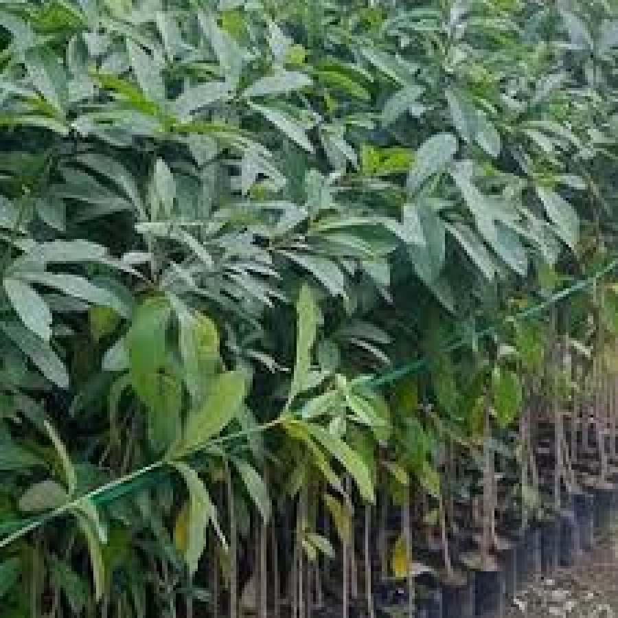 Pule 300 cm - depan