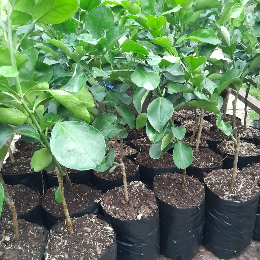 Bibit Jeruk Pamelo - depan