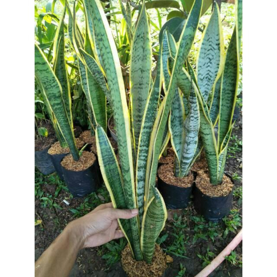 Sansevieria - depan