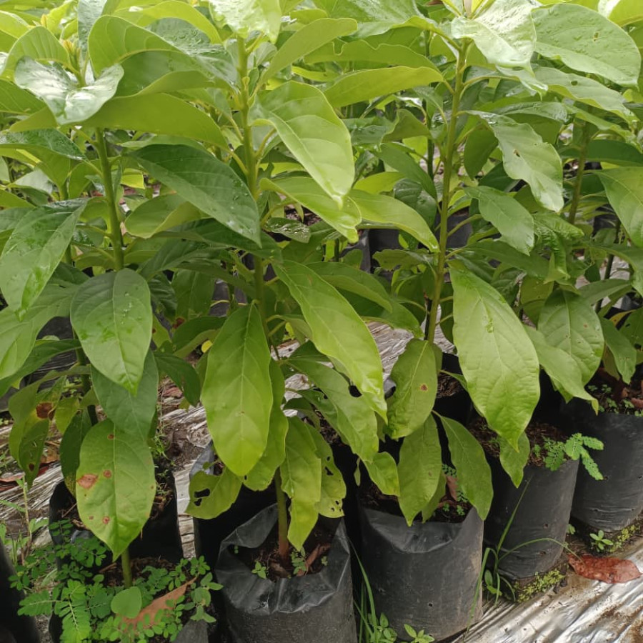 seedling alpukat - detail