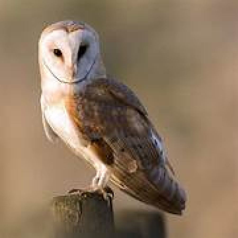 Tyto Alba burung hantu