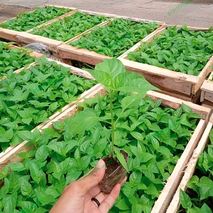 benih Cabai besar