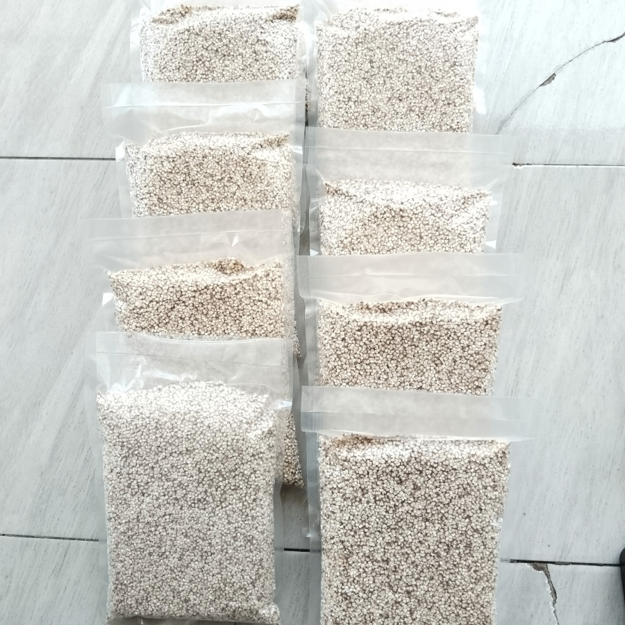 Sorgum Putri Ayu - detail