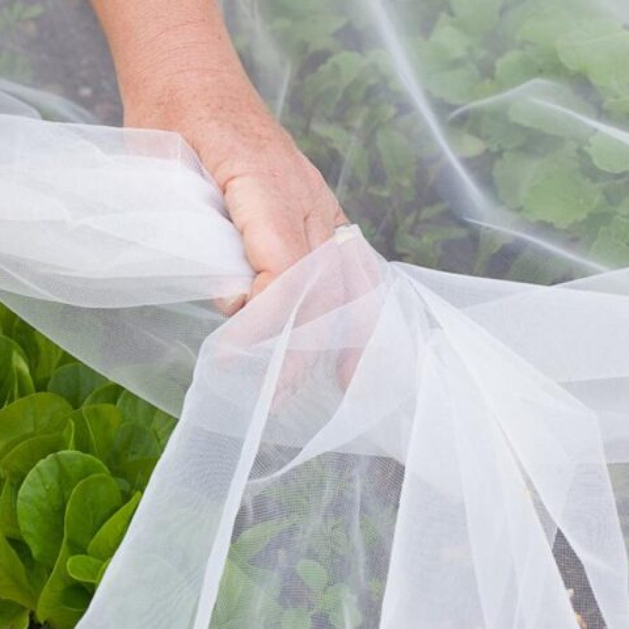 insect net (jaring)