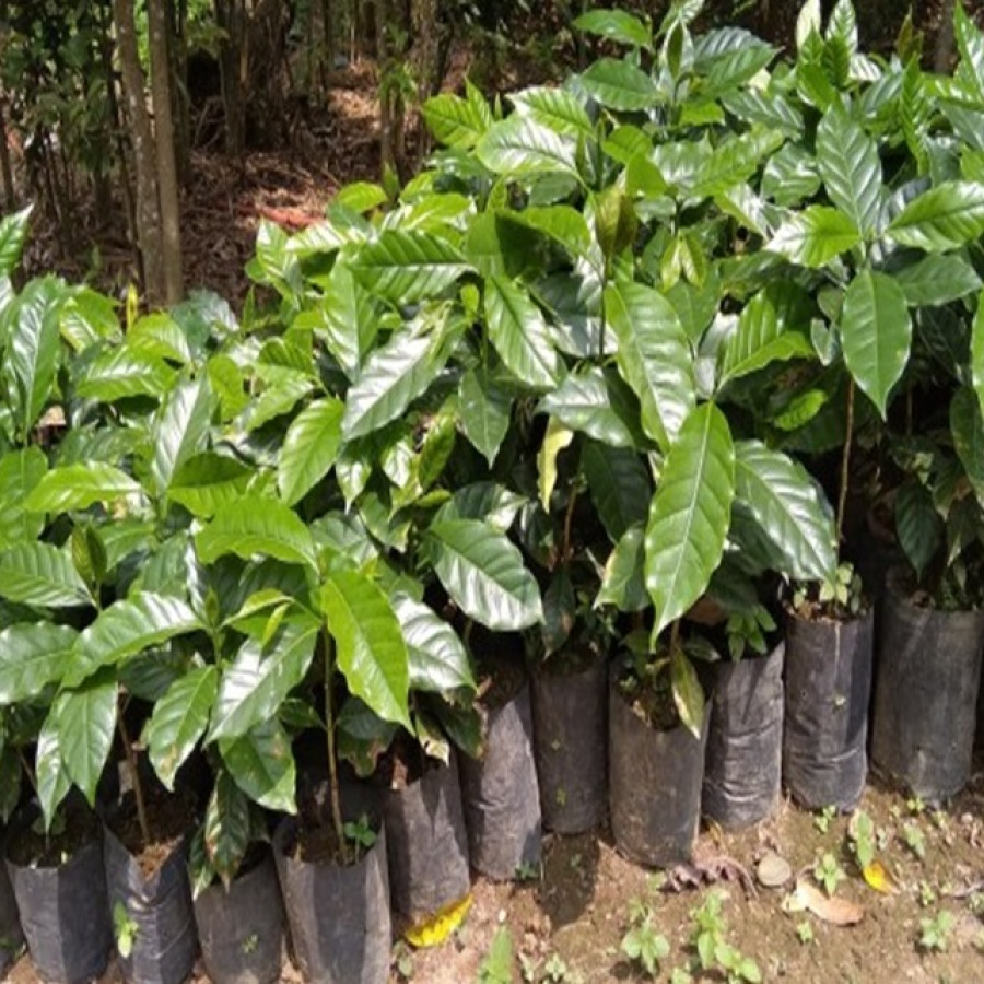 Bibit Kopi