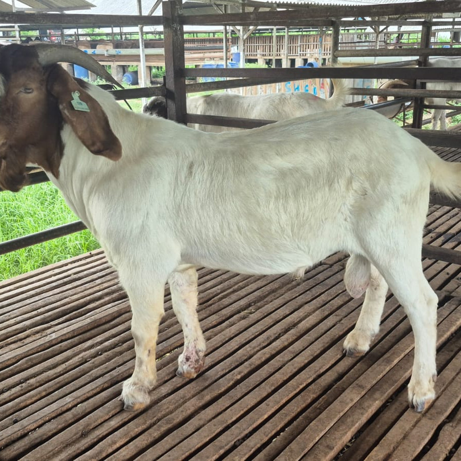 Boer Fullblood Ear Tag KB 1178 (Jantan) - samping