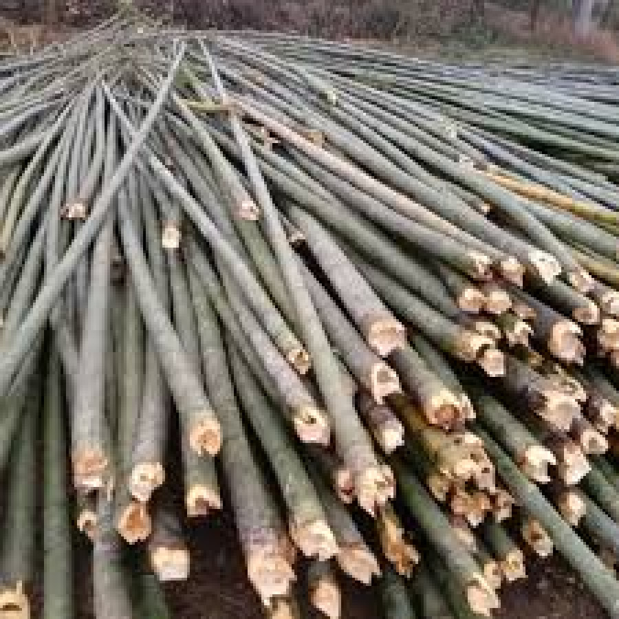 Bambu Batangan