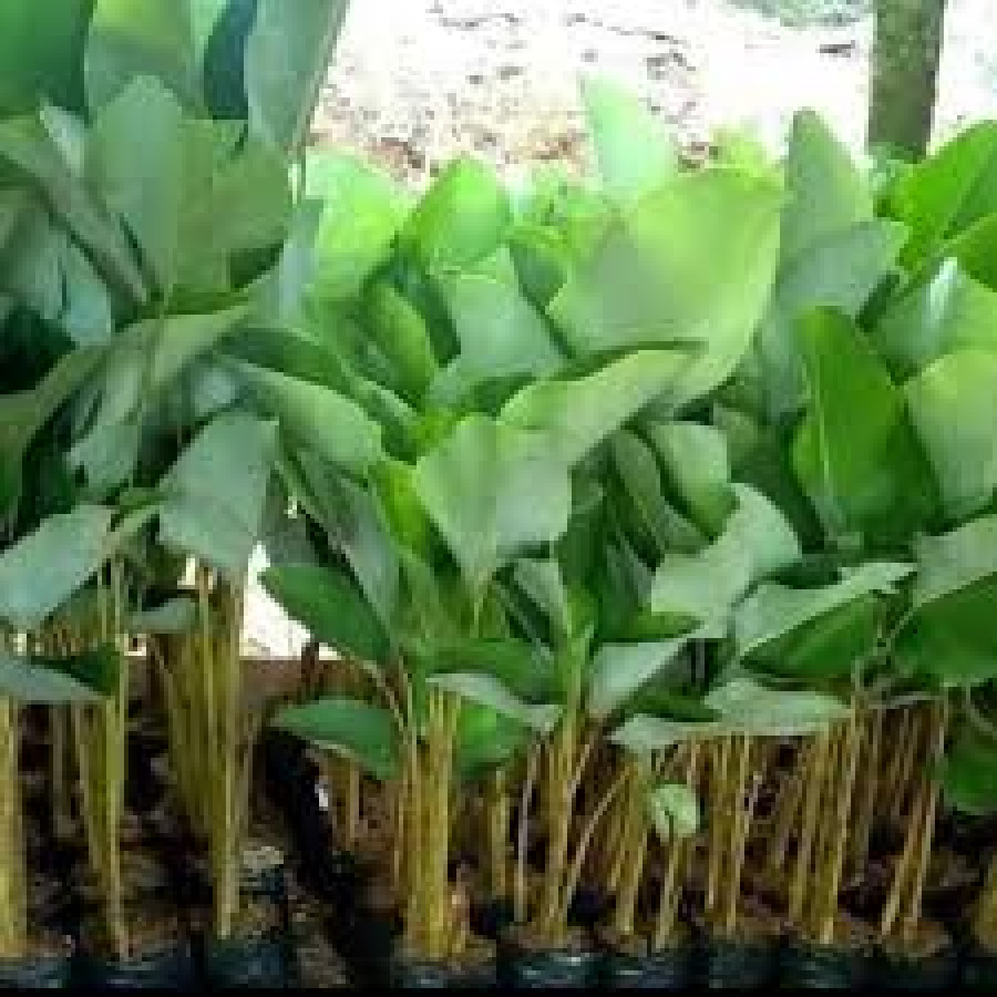 pohon Calathea