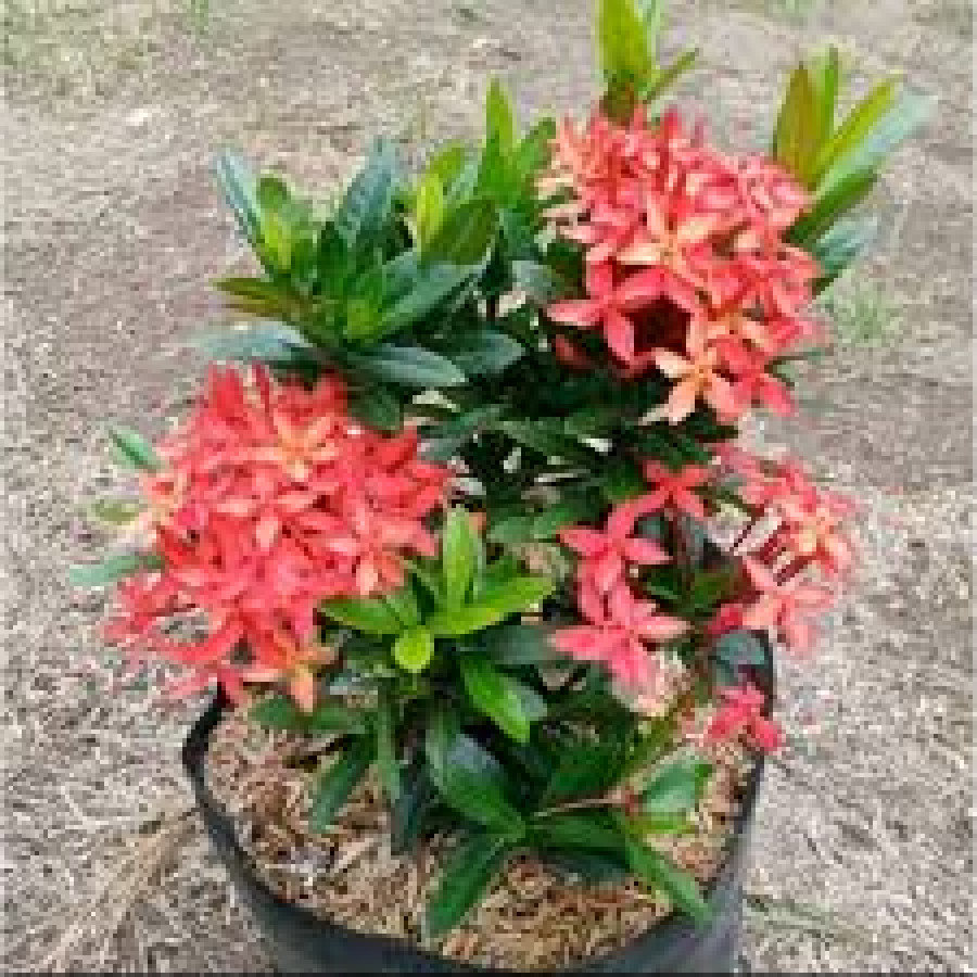 Pohon asoka jepang