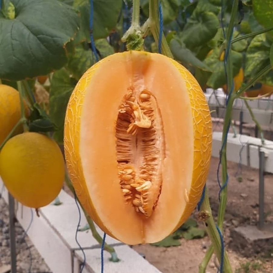 Benih Melon Sweet Lavender