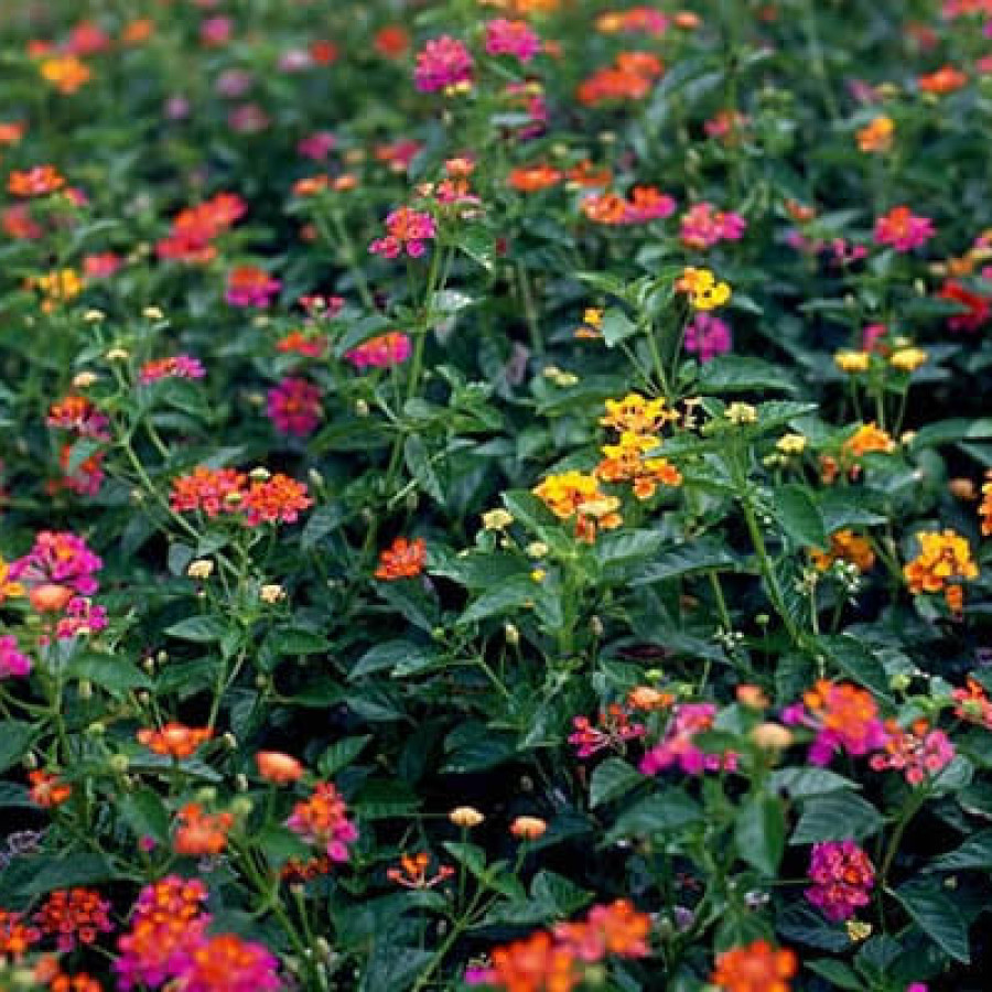 Tanaman hias lantana