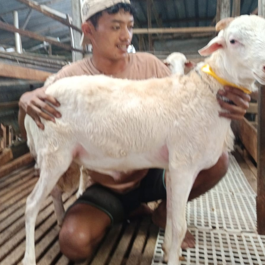 Bakalan Domba Jantan