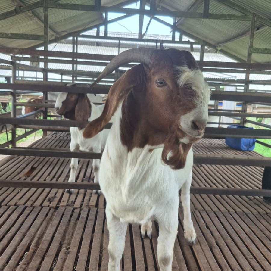 Boer Fullblood Ear Tag KB 1178 (Jantan) - depan