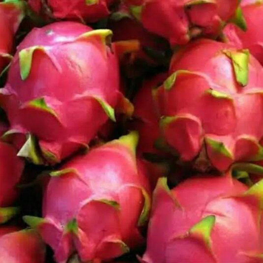 Buah Naga 1 Kg