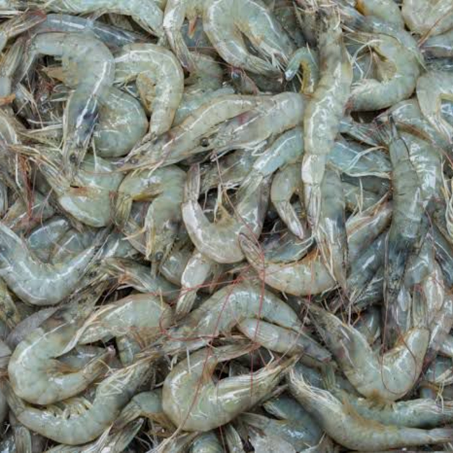 Udang 50gram