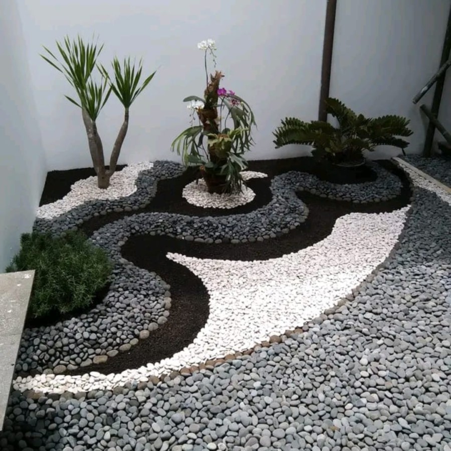 Pohon cemara