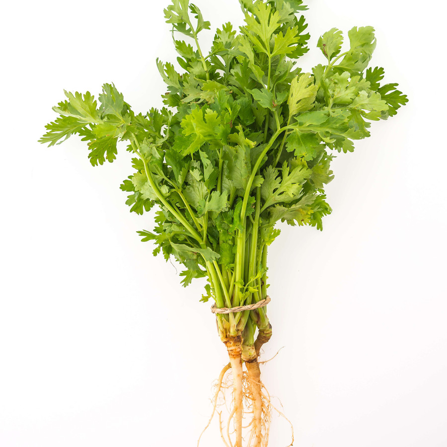 Seledri salatiga - depan