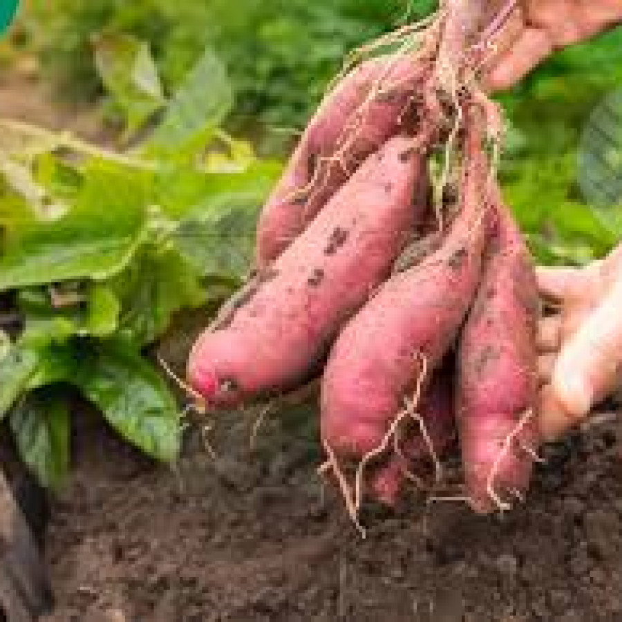 ubi jalar per kg
