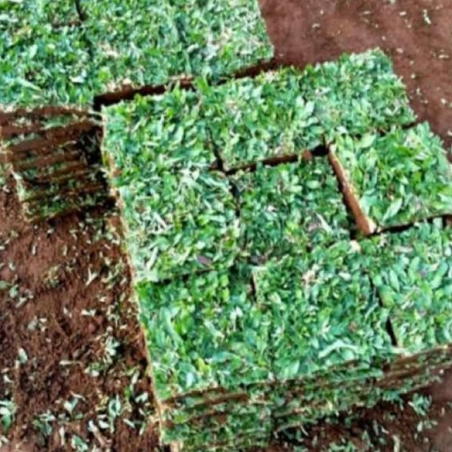 Rumput Gajah Manila