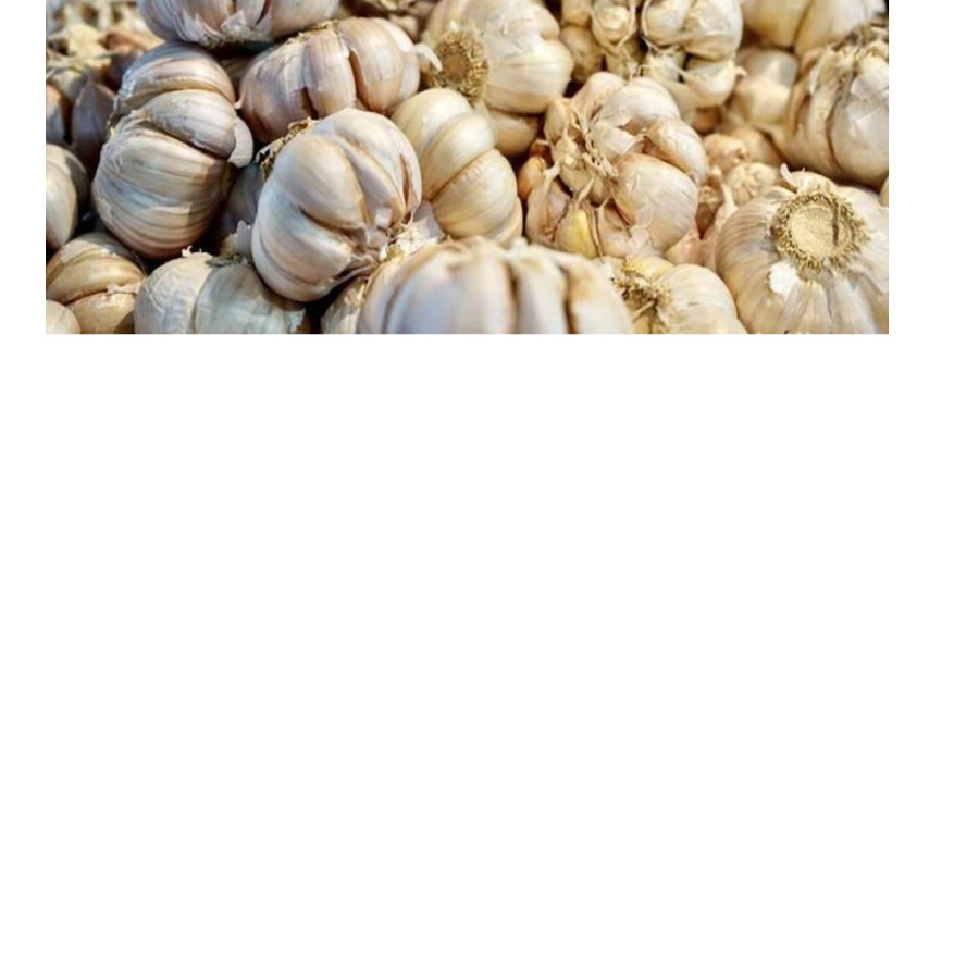 Bawang putih kating - detail