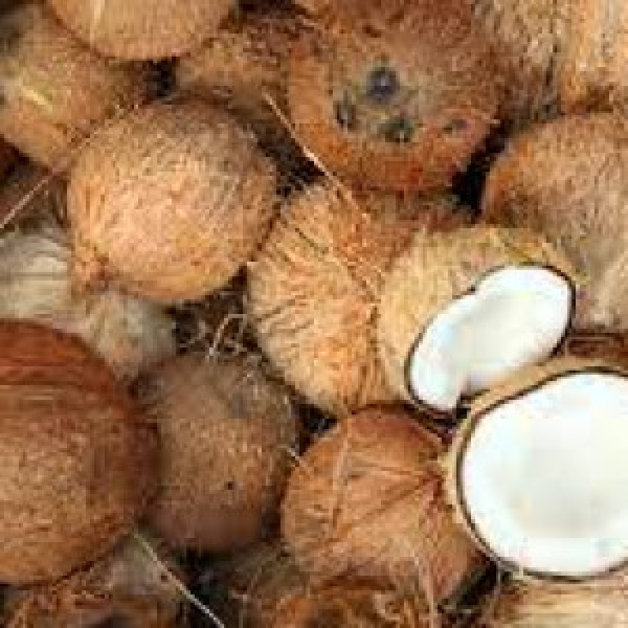 Buah Kelapa