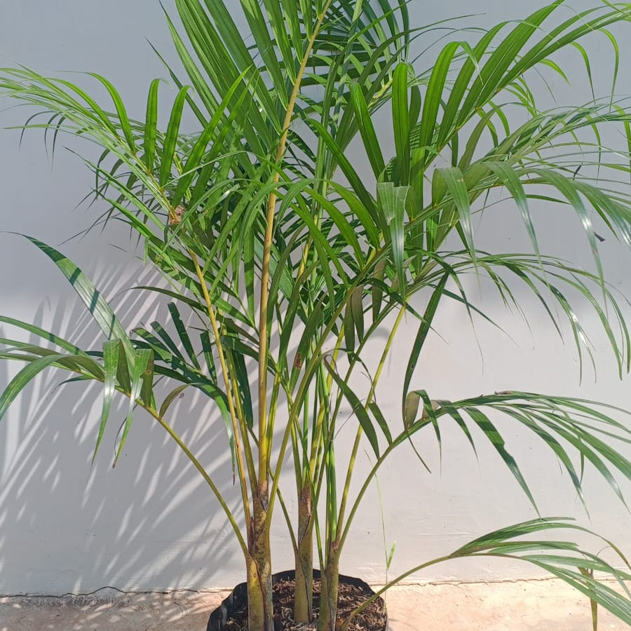 Tanaman Palm Kuning - detail