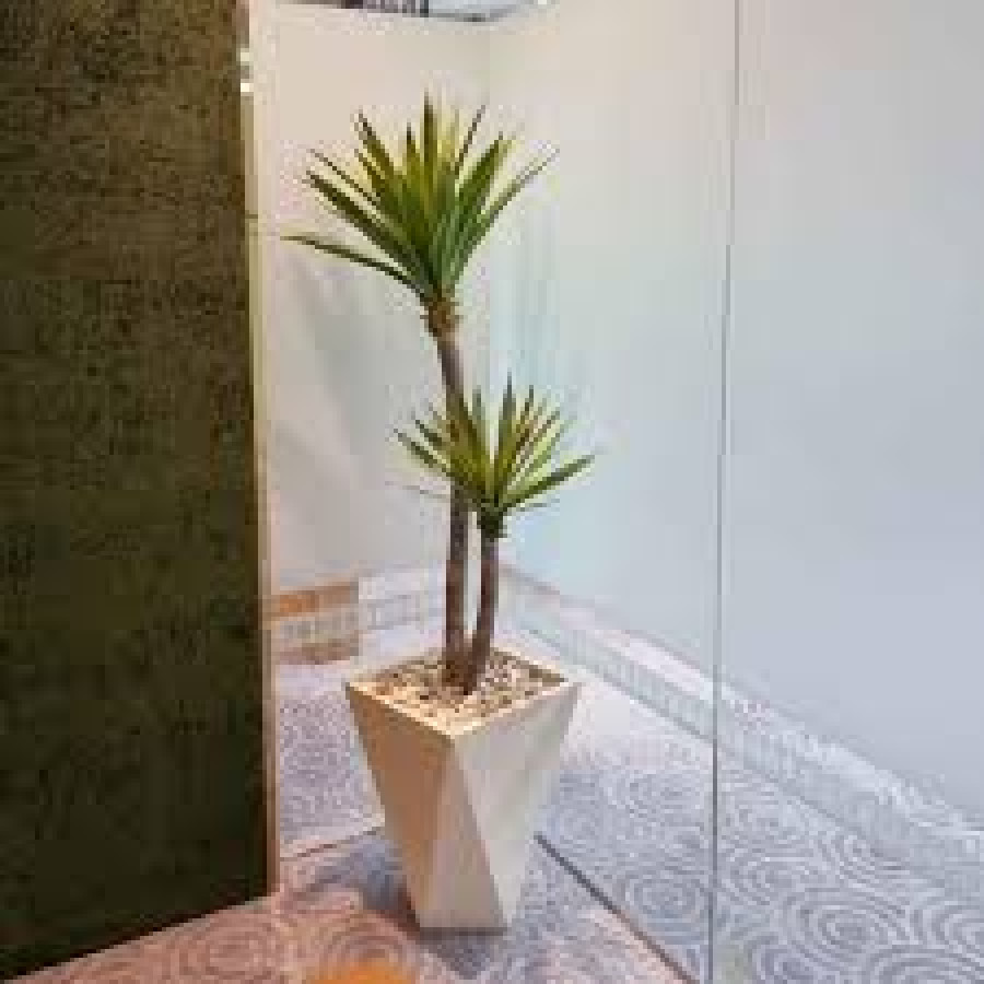 Pohon Agave Bali