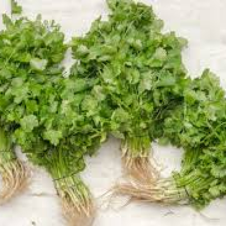 Daun Ketumbar