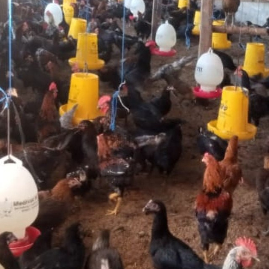 Ayam KUB - Betina