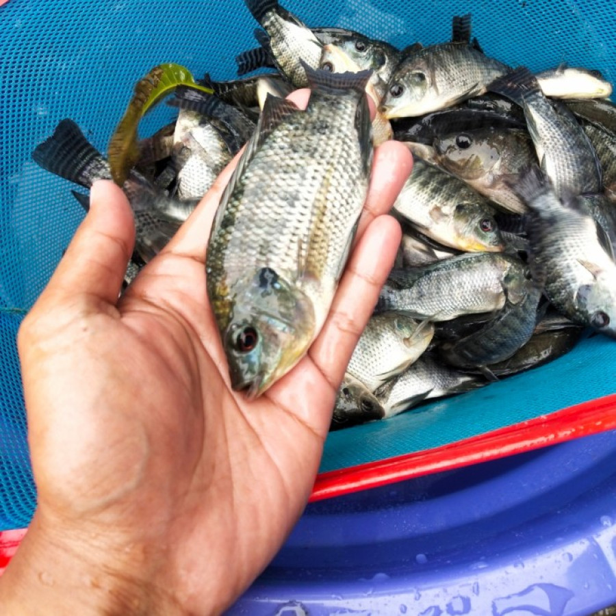 Bibit Ikan Mujair / Nila Spesifikasi : Uk. 3 - 5 Cm