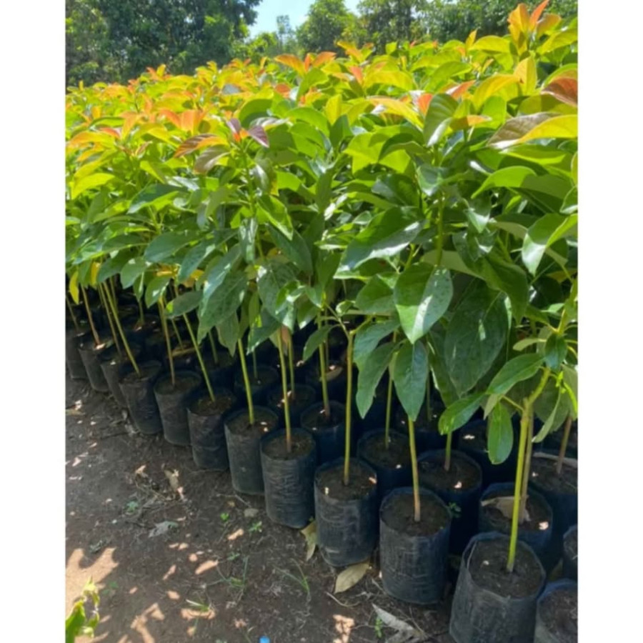 BIBIT ALPUKAT PLUWANG