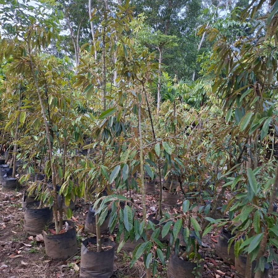 BIBIT DURIAN MUSANGKING - depan