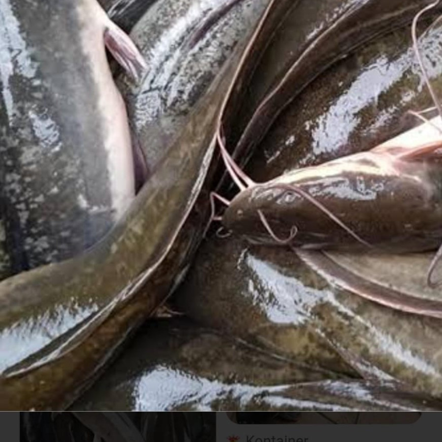 ikan lele segar - utama