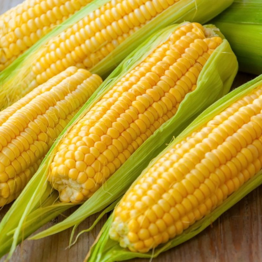 JAGUNG MANIS
