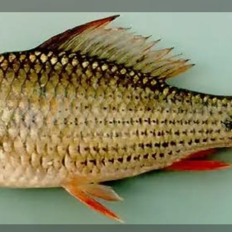 Benih Ikan Nilem