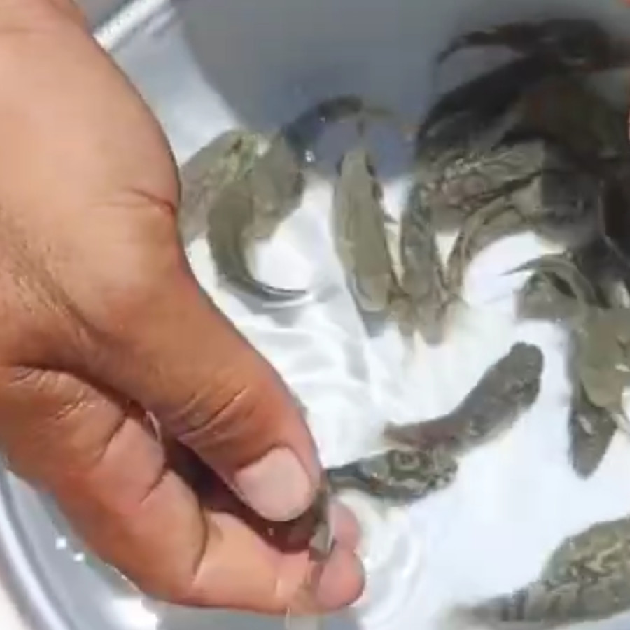 IKAN KERAPU