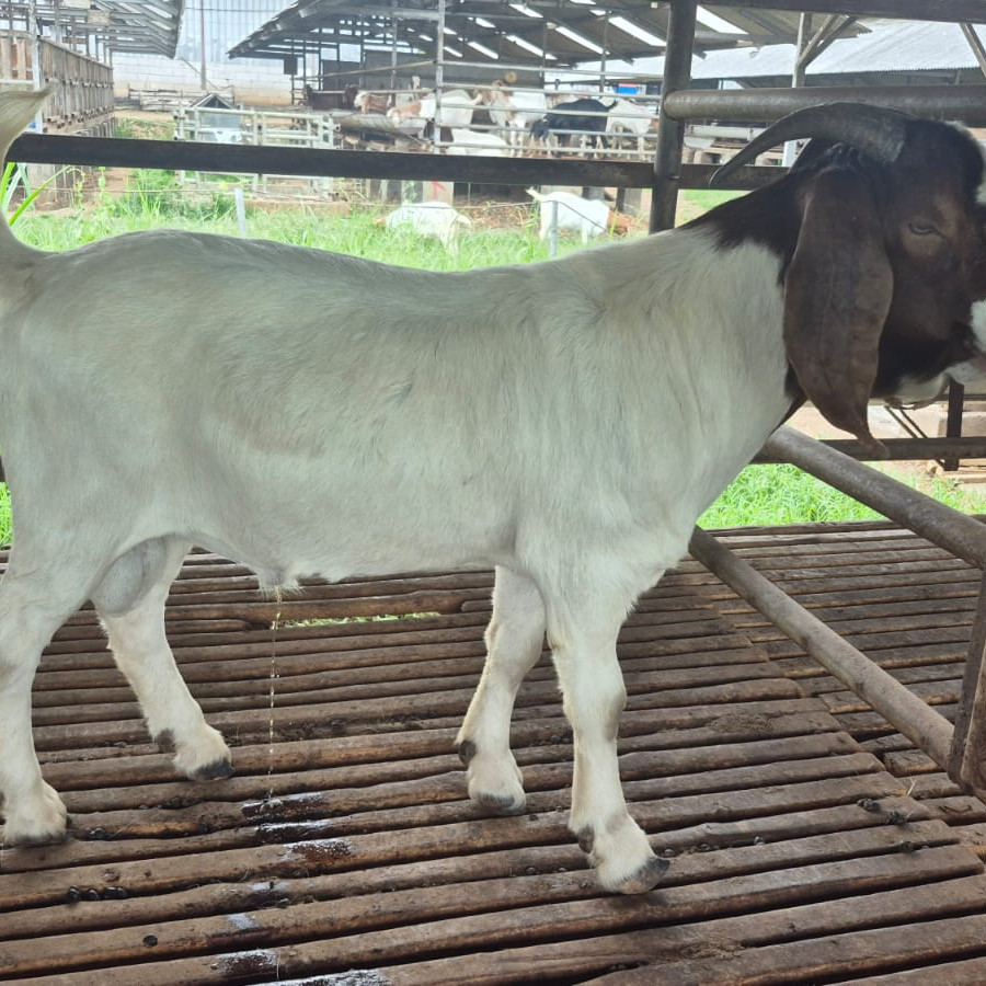 Boer Fullblood Ear Tag FB 010 (Jantan) - utama