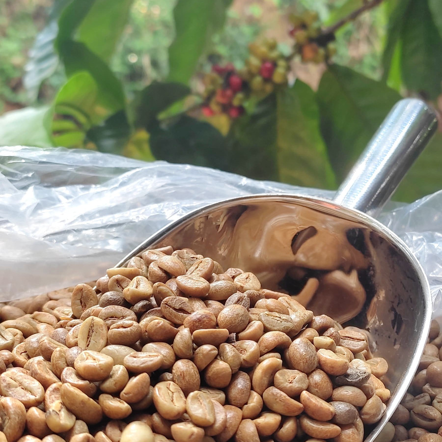 Greenbean robusta anaerob