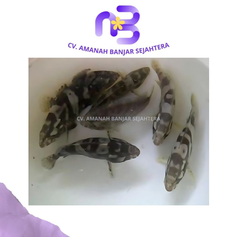 Benih Kerapu Macan