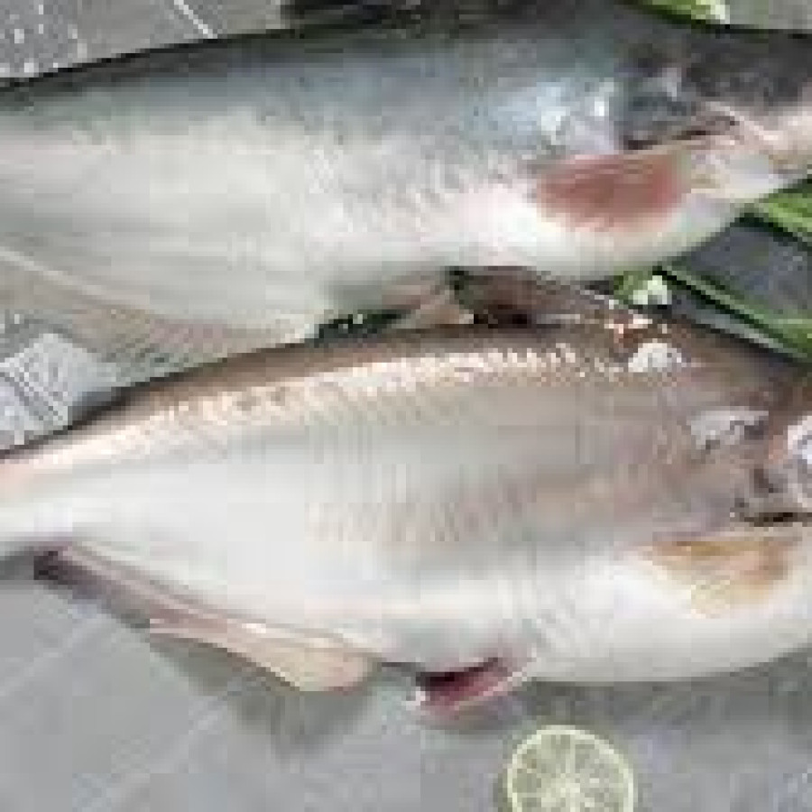 Ikan Patin Fillet - depan